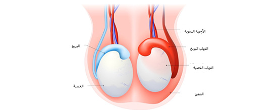 Epididymitis