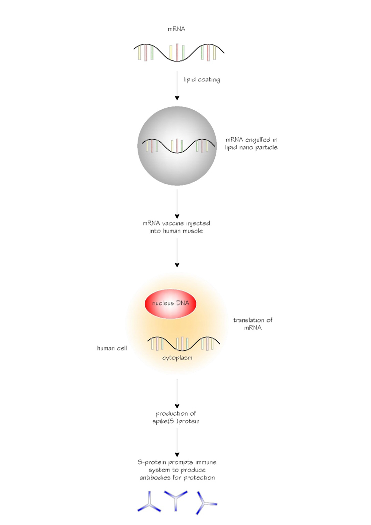 mRNA vaccines for COVID-19 : A simple explanation | Sidra Medicine