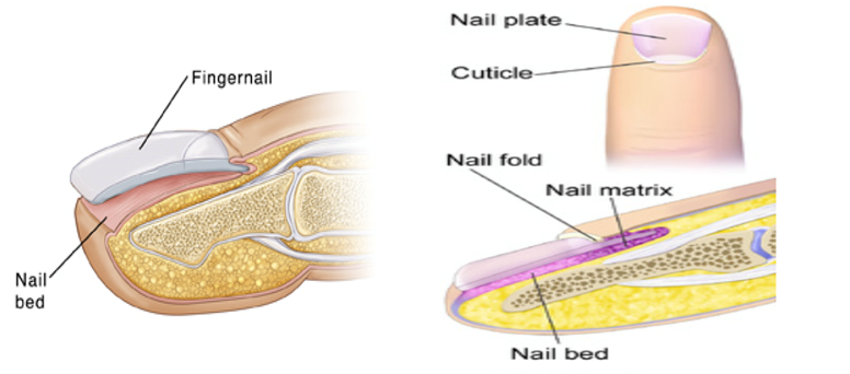 In nail bed